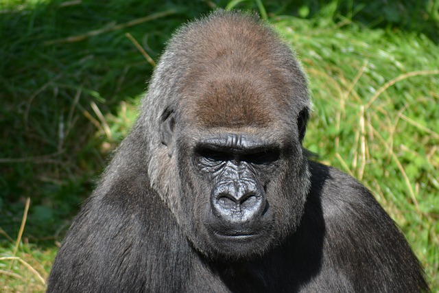 12 day african safari with gorilla trekking and serengeti