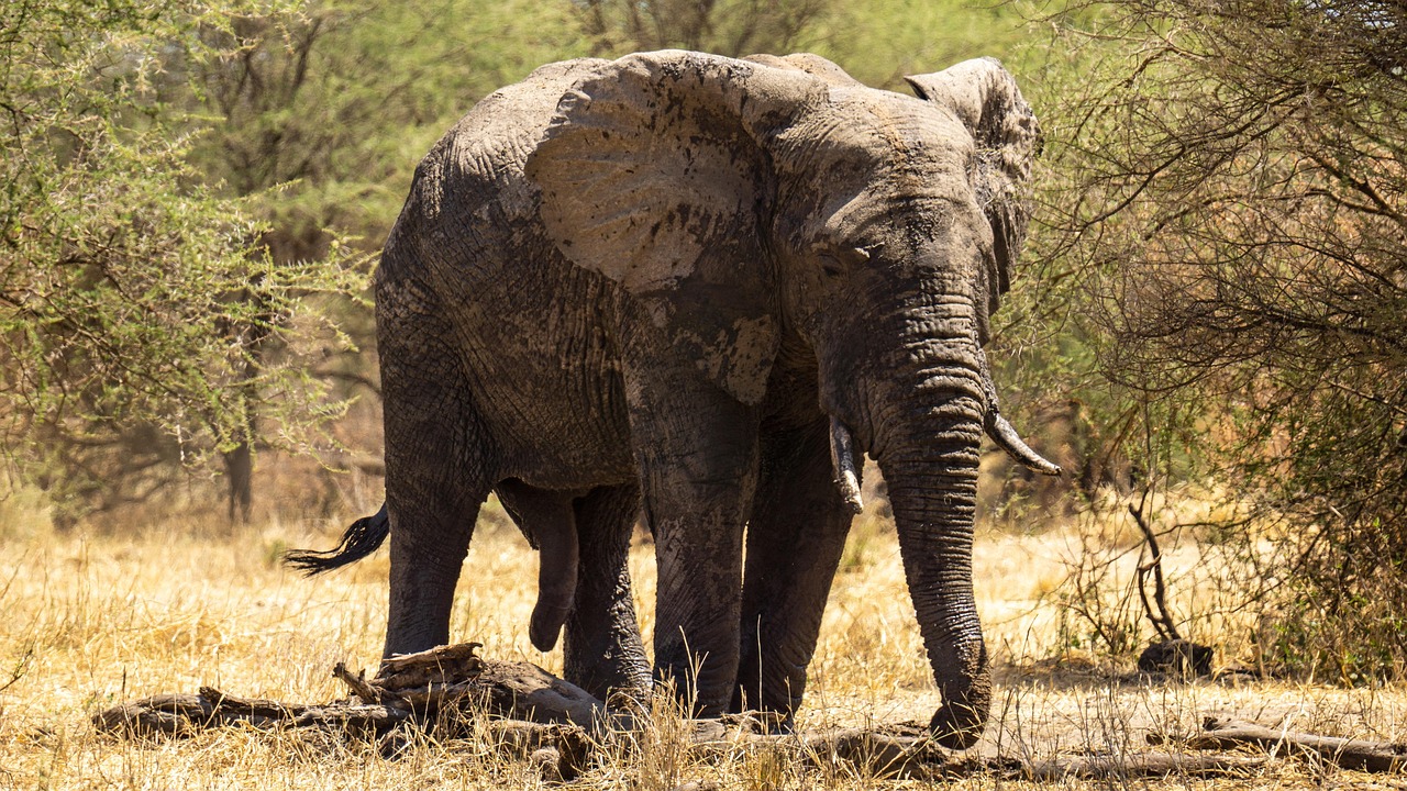 2 day budget safari from moshi