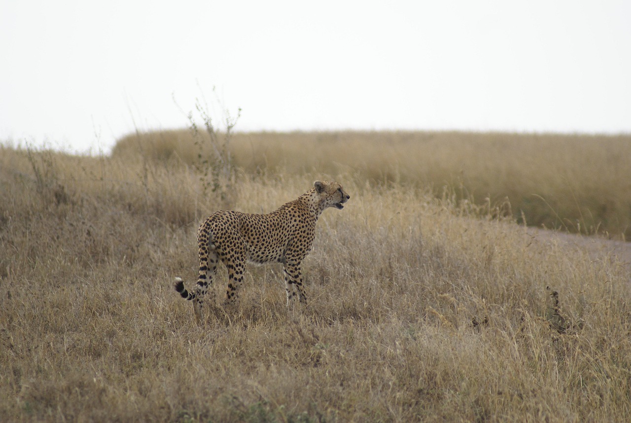 2 day flying safari to serengeti