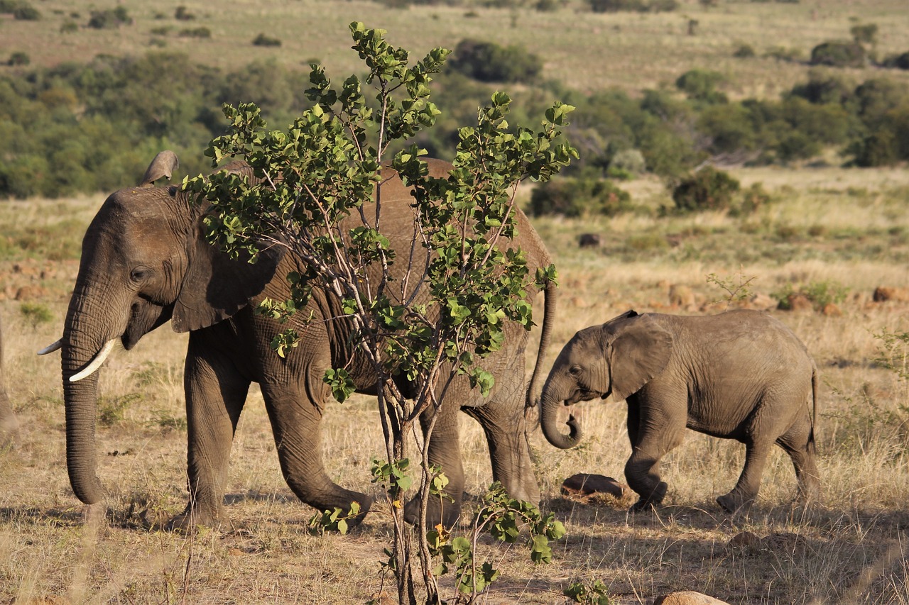 2 day guided safari in lake manyara