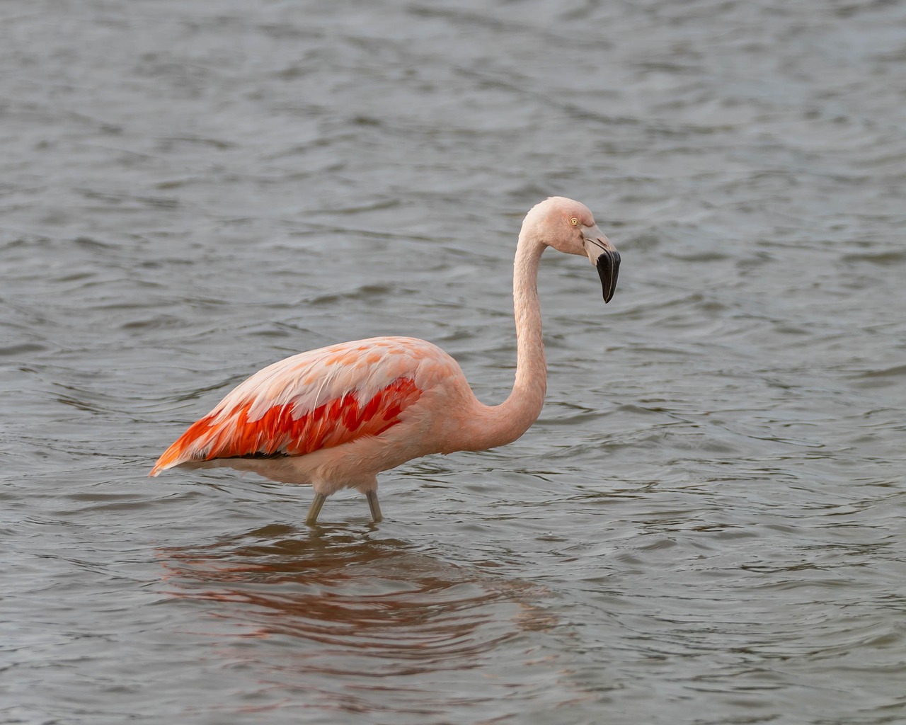 2 day lake manyara and ngorongoro safari