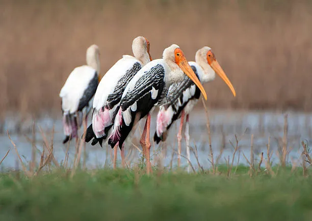 2 day photography safari in serengeti