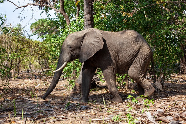 2 day private safari in tarangire
