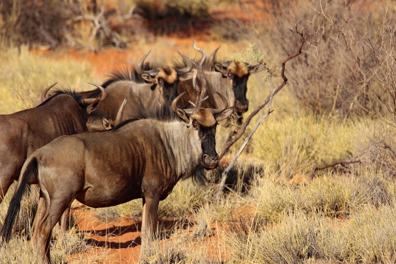 2 day serengeti migration safari short trip