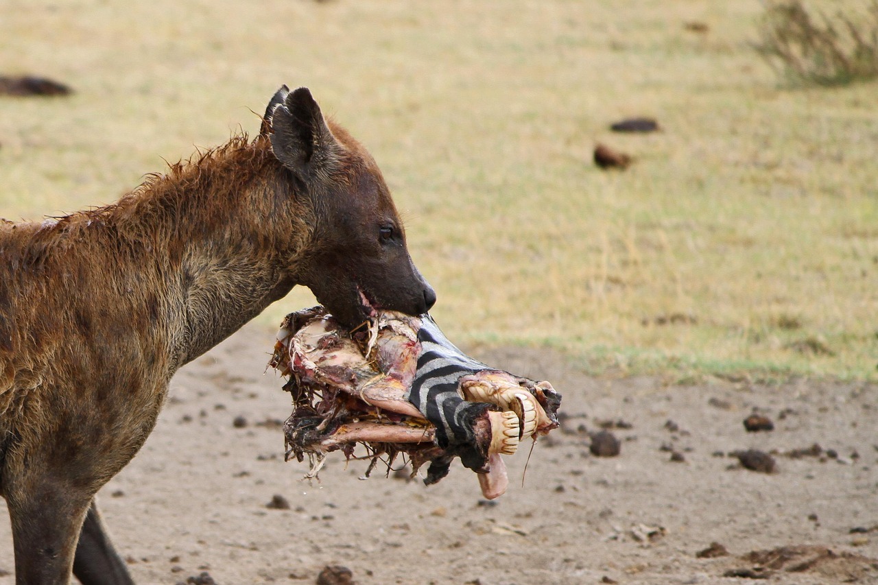2 day tanzania northern circuit safari