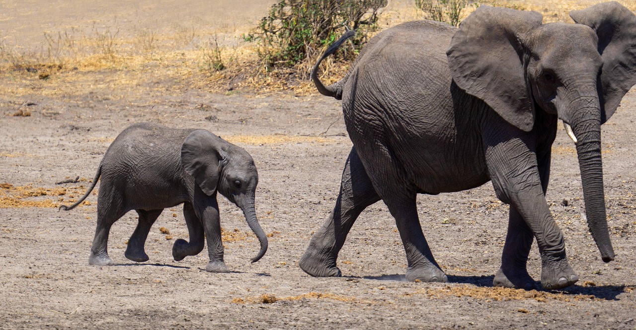 3 day serengeti and ngorongoro safari from arusha