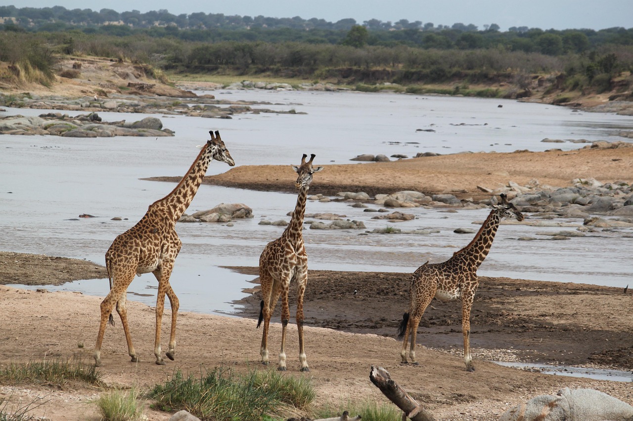 3 day tanzania northern circuit safari
