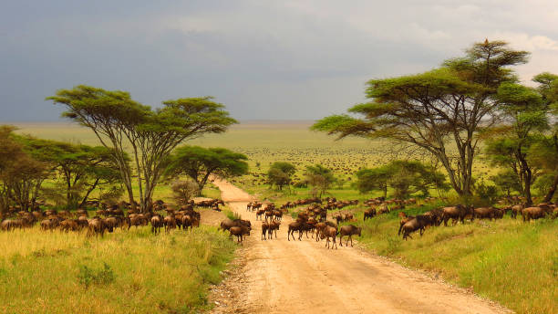 3 days serengeti migration safari