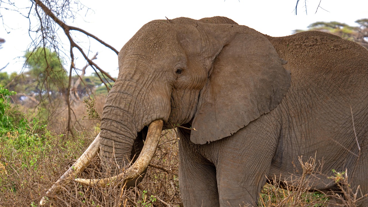 3 days tanzania big 5 safaris
