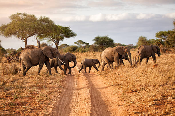 3 days tanzania private safari from arusha