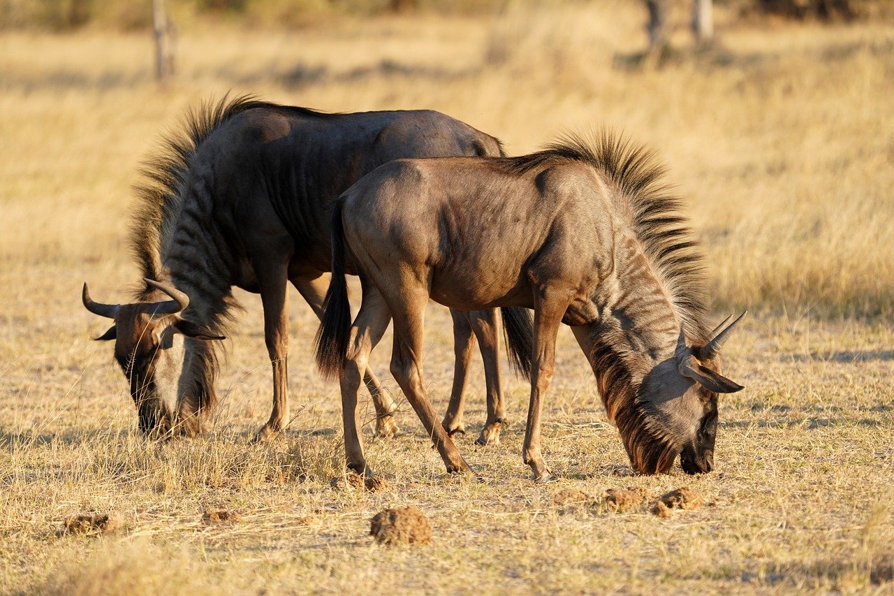 4 days serengeti migration safari