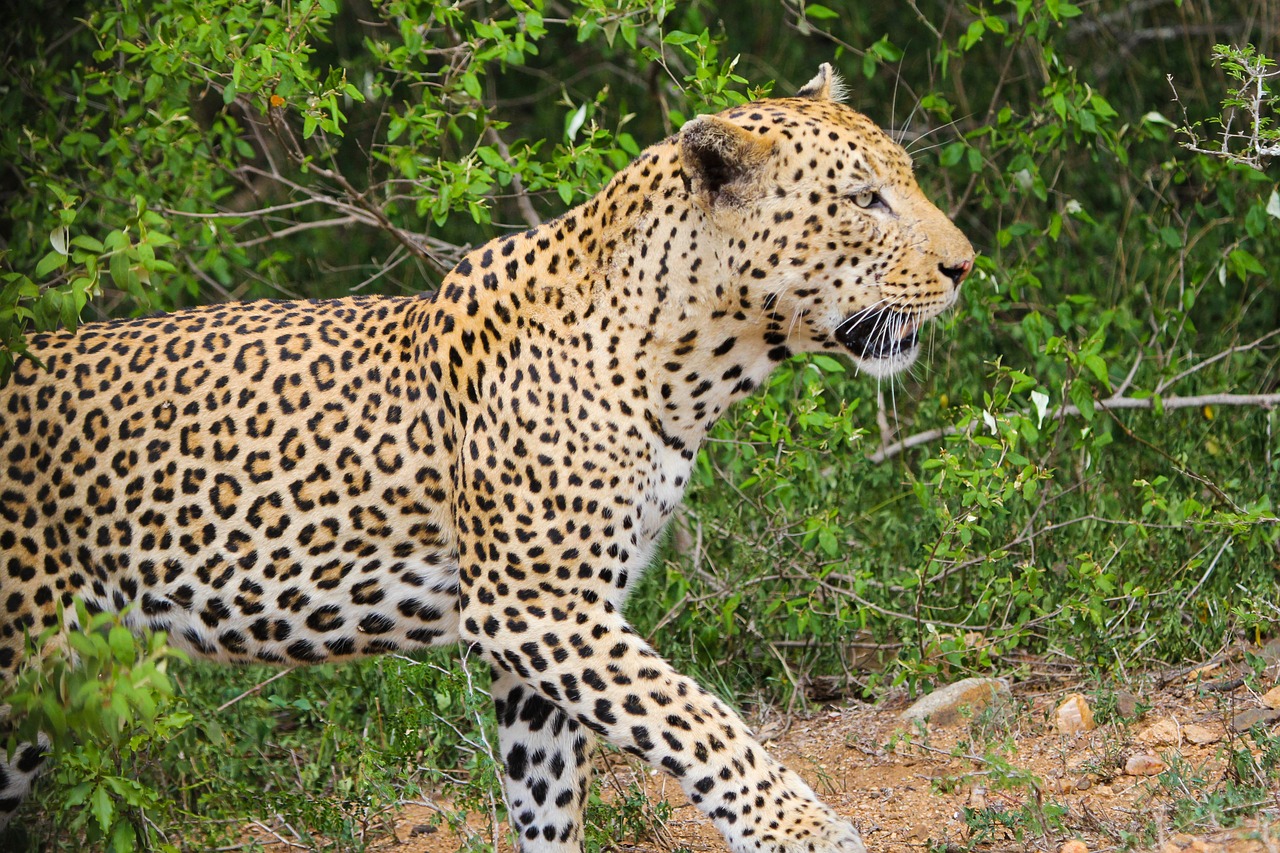 4 days tanzania big 5 safaris