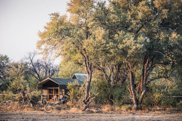 4 days tanzania lodge safari