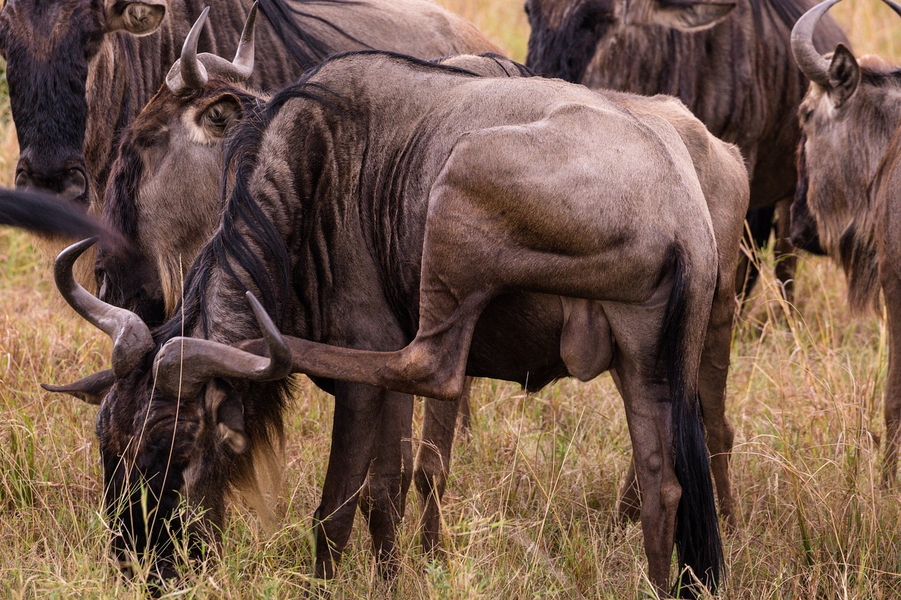 5 Day Serengeti Wildebeest Migration [ Mara River Crossing] 