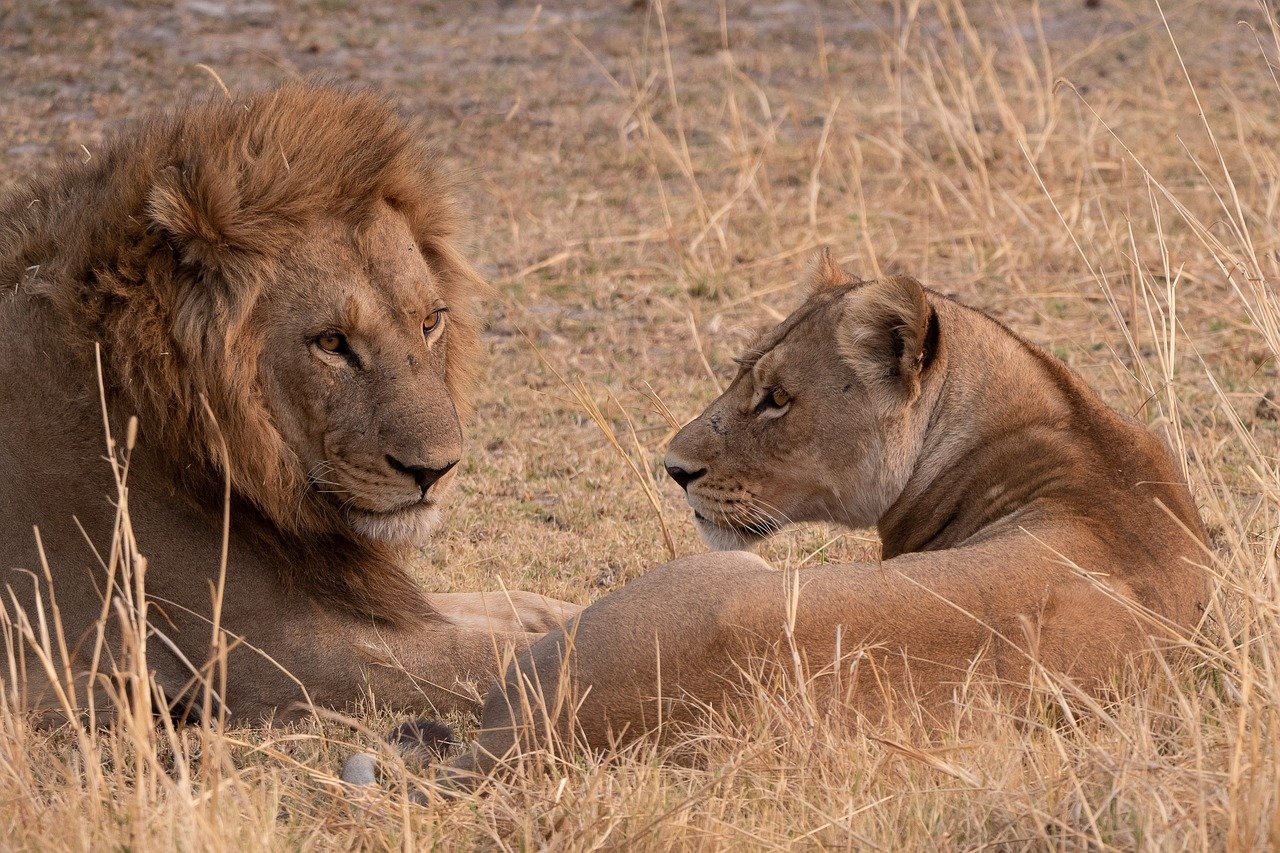 5 days budget camping safari