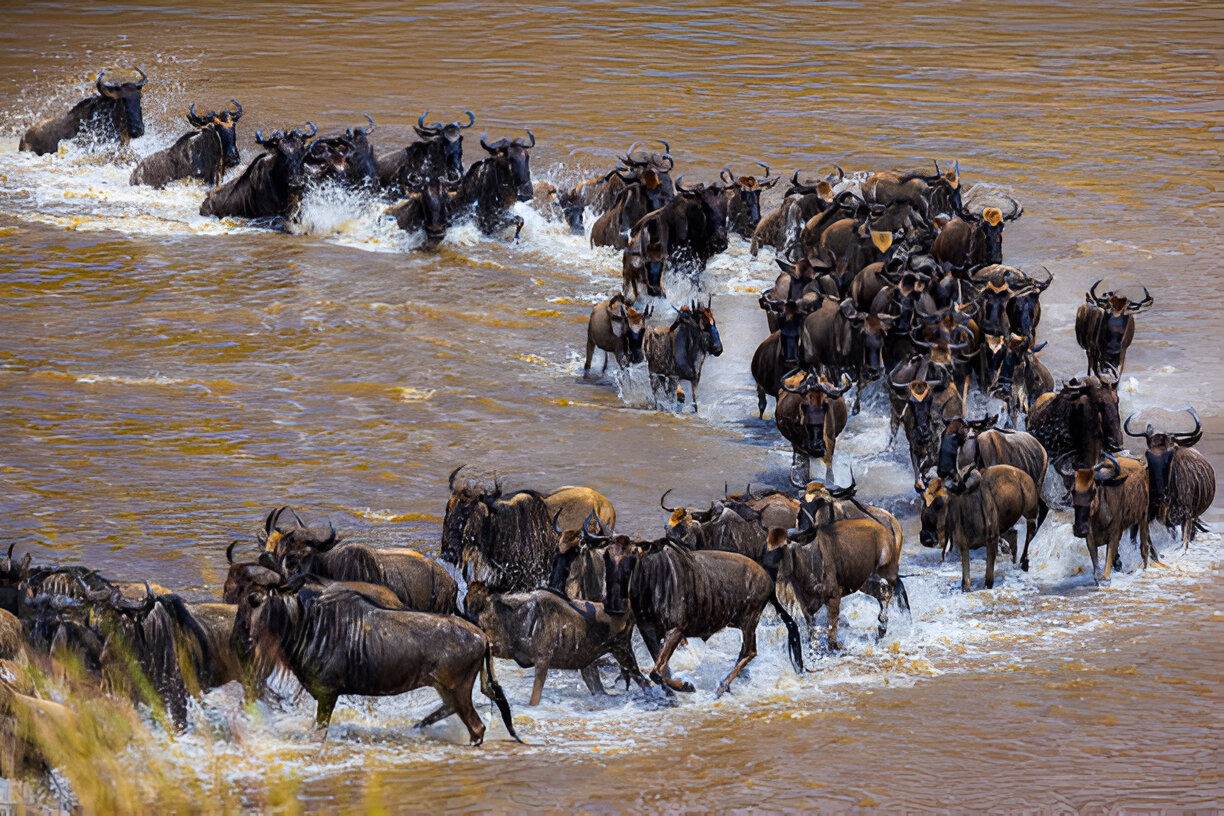 5 days serengeti migration safari