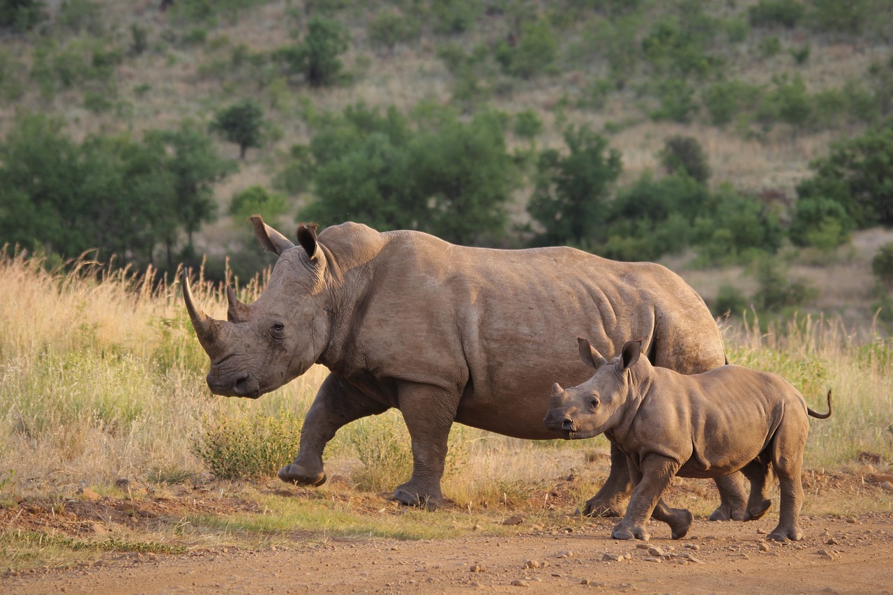 5 days tanzania big 5 safaris