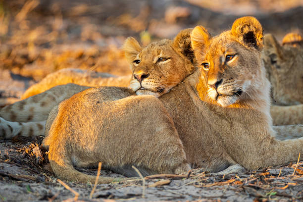 5 days tanzania lodge safari from arusha