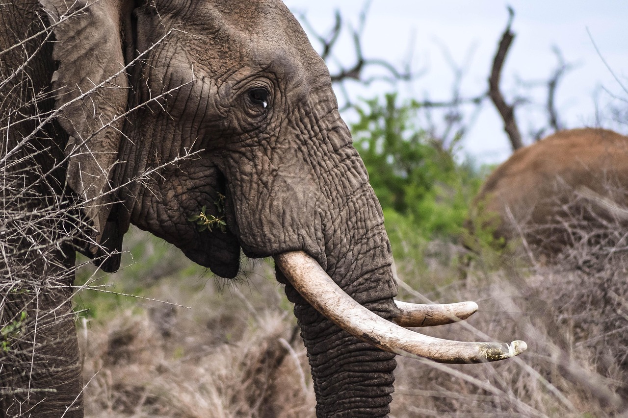 5 days tanzania safari with lake natron extension