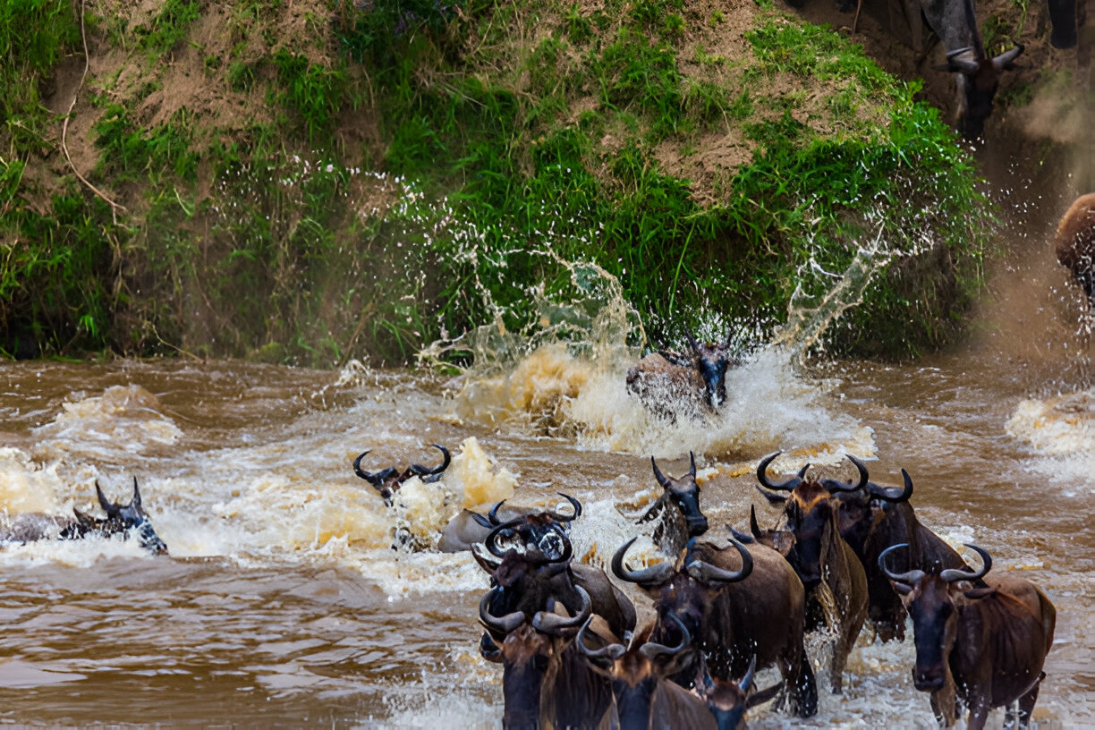 6 days serengeti migration safari