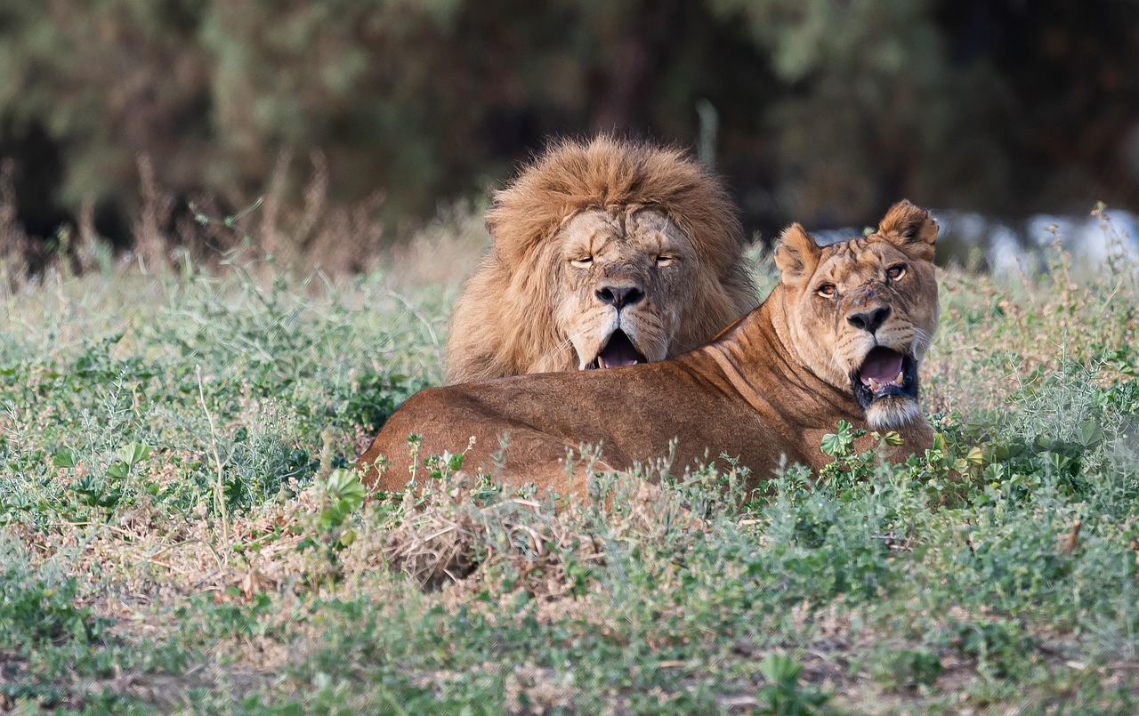 6 days tanzania big 5 safaris