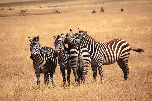 6 days tanzania safari to tarangire serengeti ngorongoro