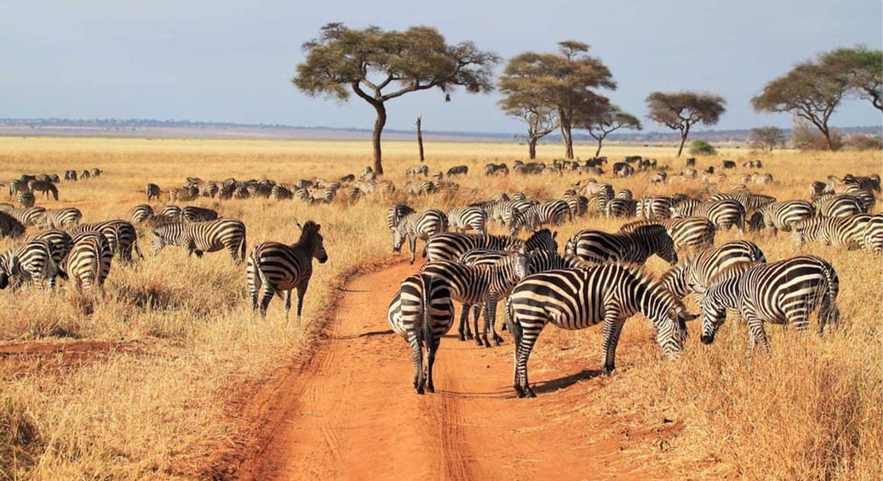  6-days-tanzania-safari