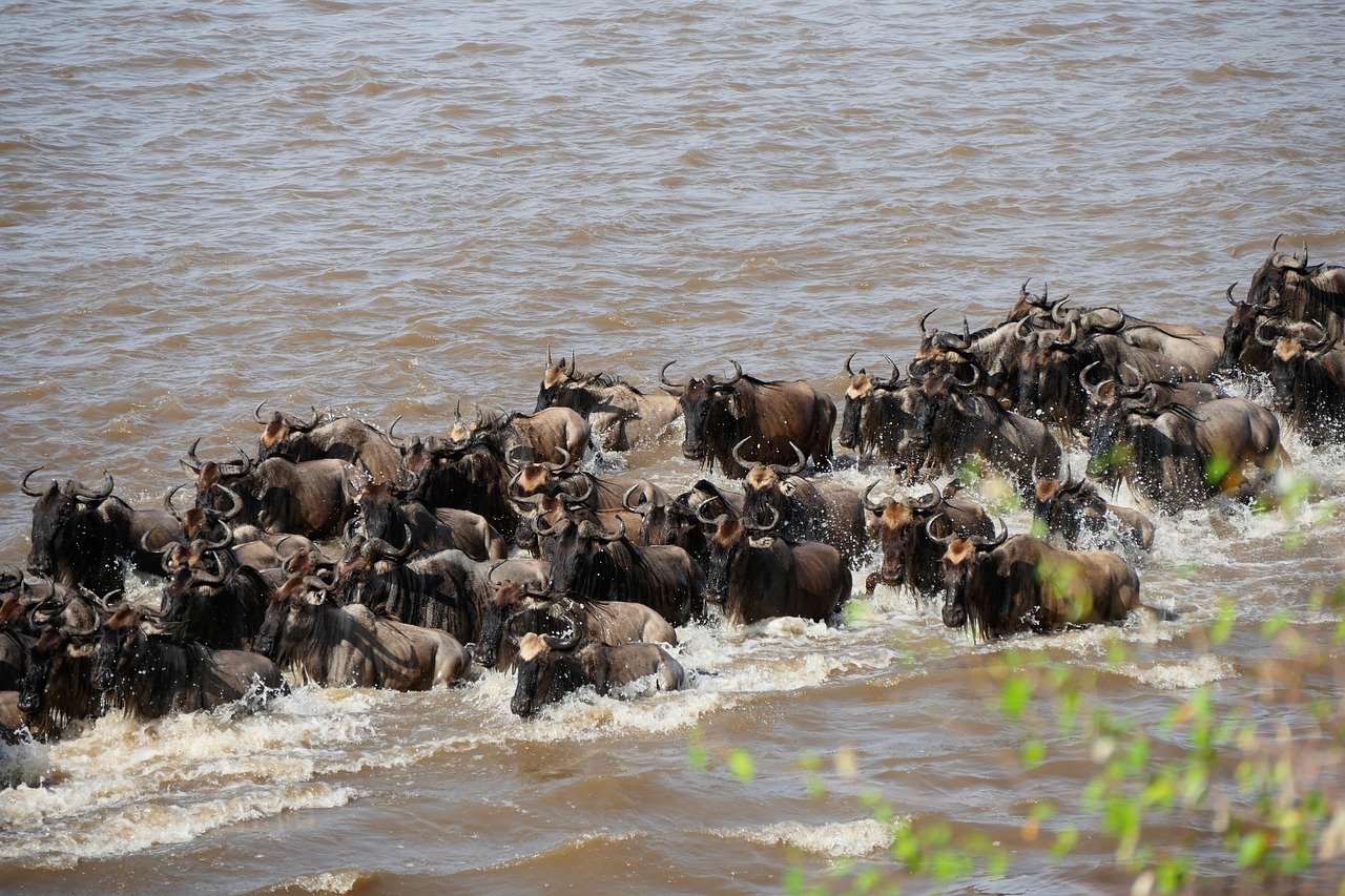 6 days wildebeest migration safari november