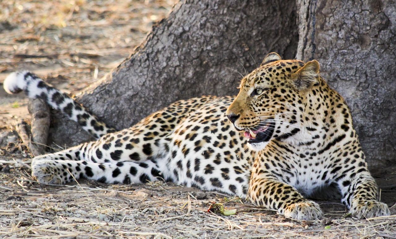 7 days budget camping safari