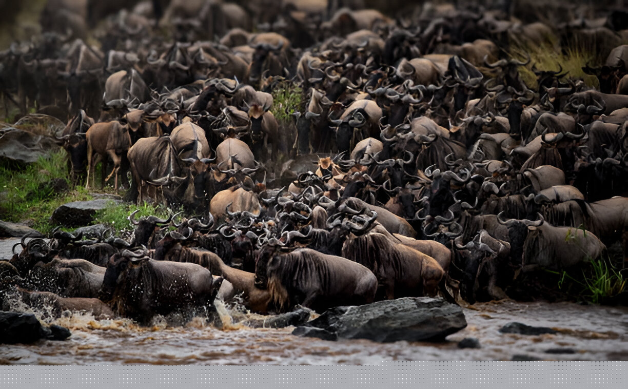 7 days serengeti migration safari
