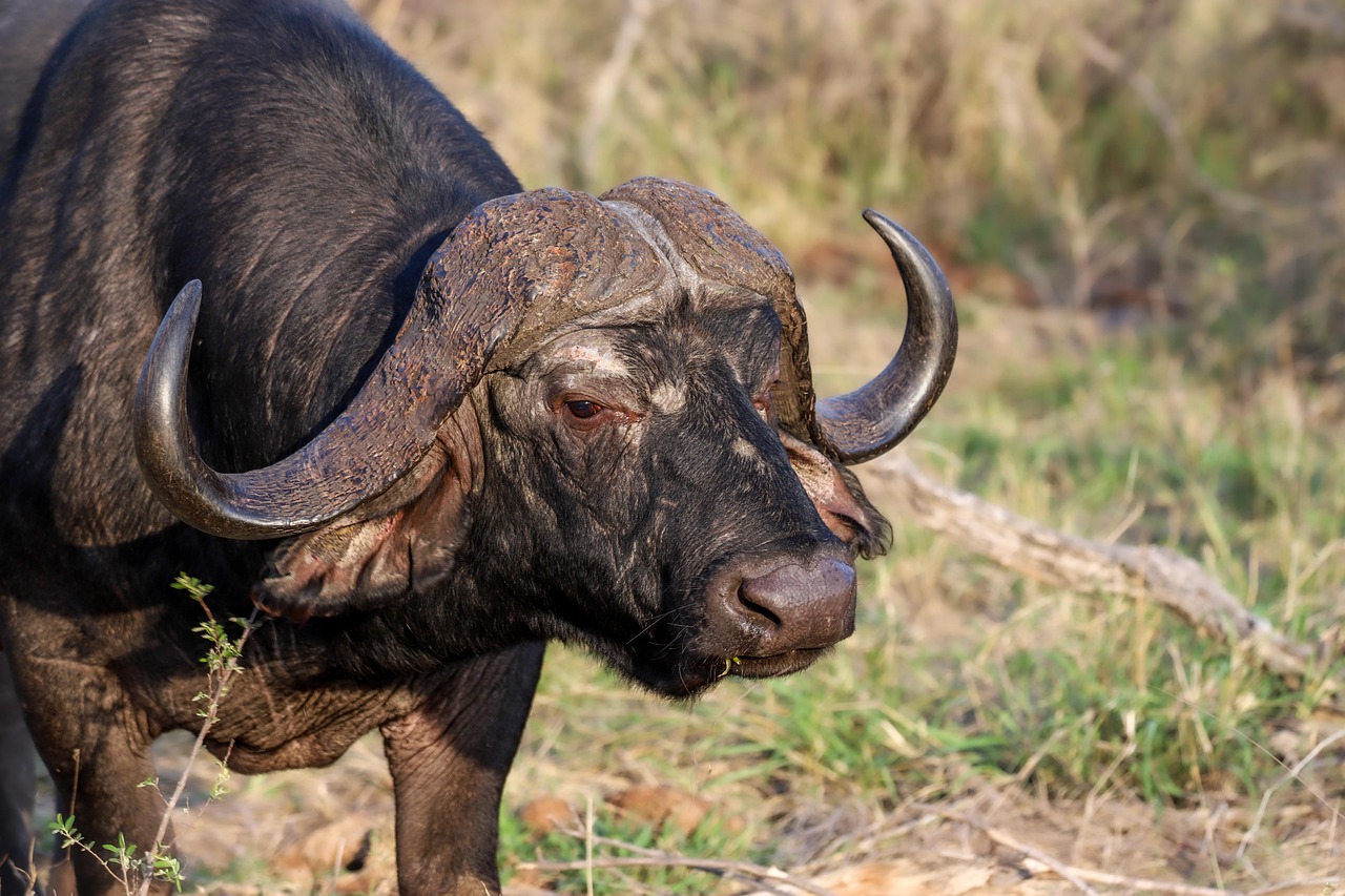 7 days tanzania big 5 safaris
