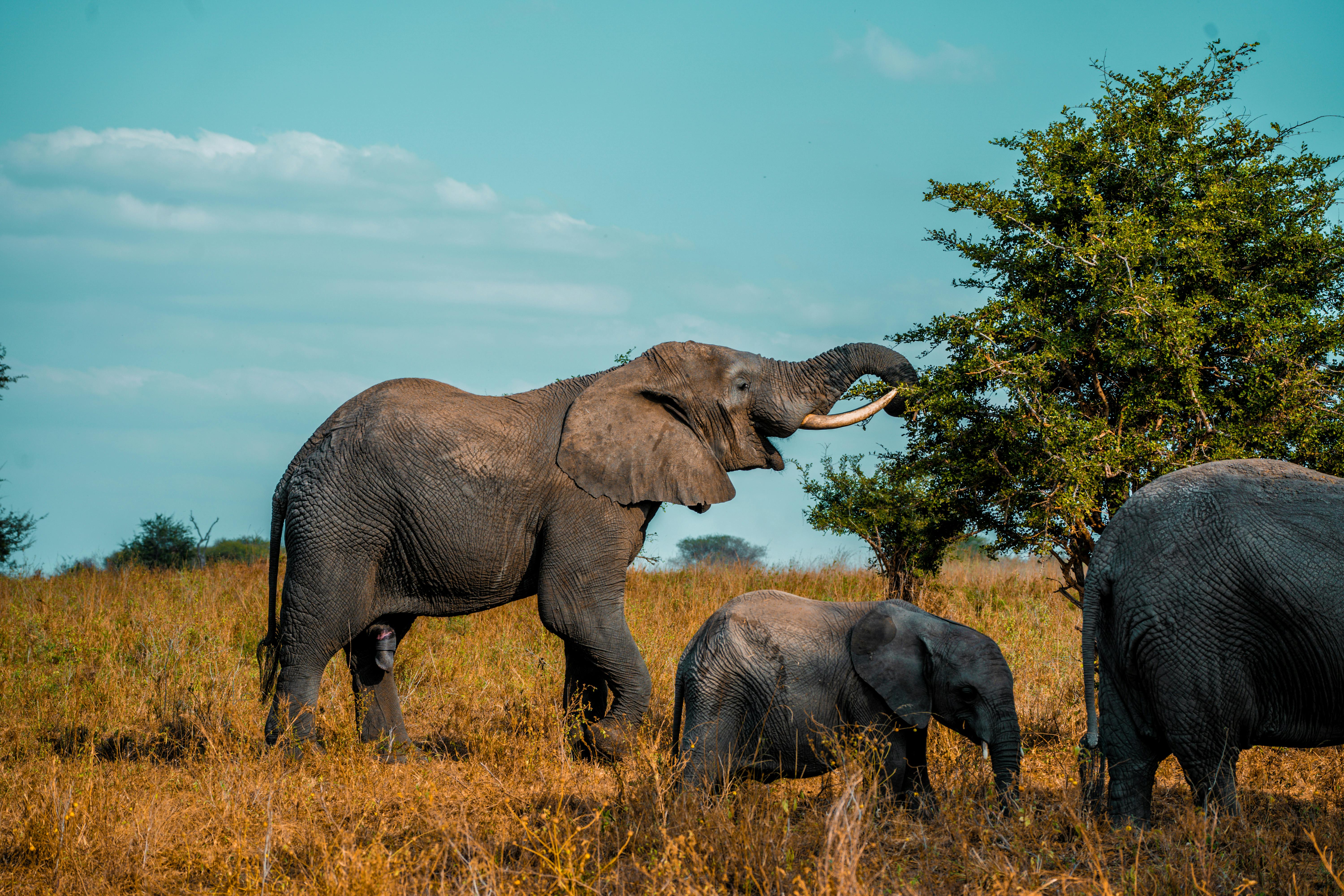 7 days tanzania northern circuit safari