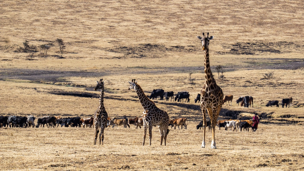 8 day tanzania luxury safari and fly-in experience