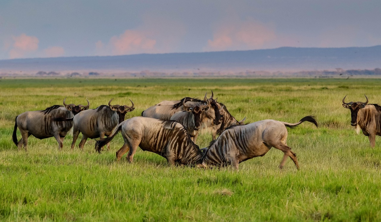 8 days budget camping safari