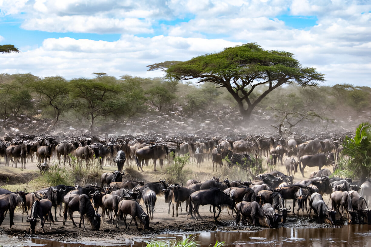 8 days serengeti migration safari