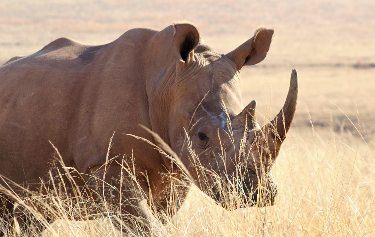8 days tanzania big 5 safaris