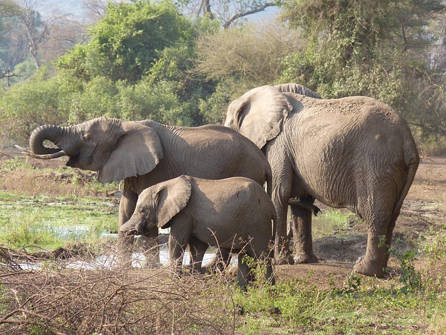 9 days big 5 safari all northern parks