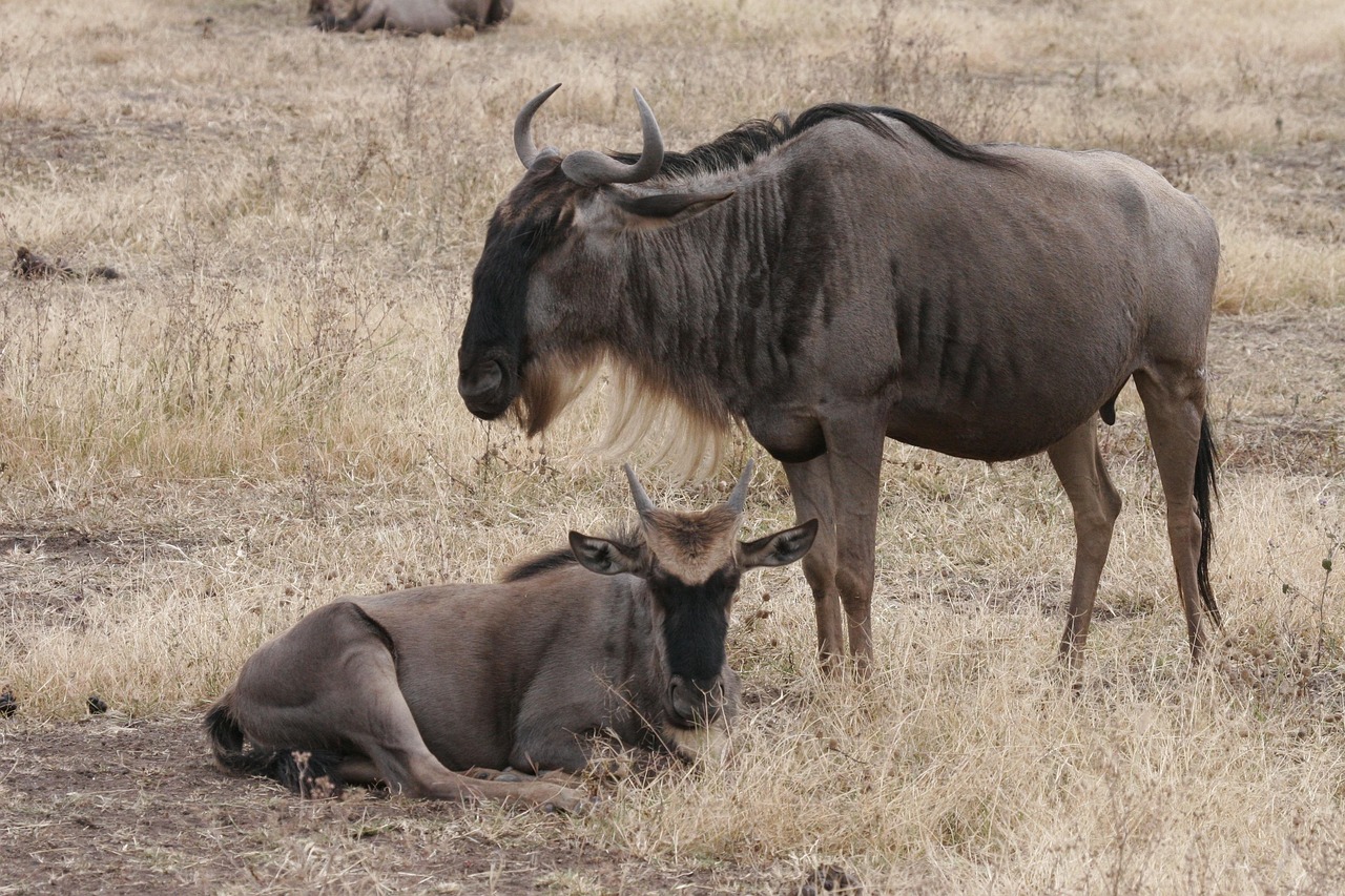 affordable lodge safaris in northern tanzania