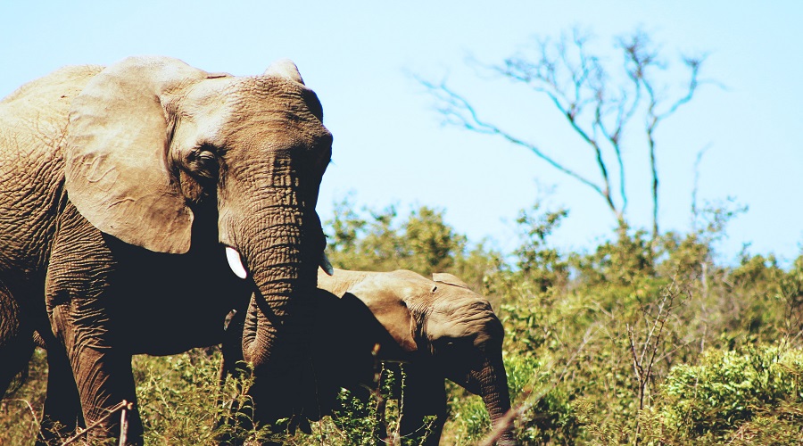 africa tour packages best safari experiences