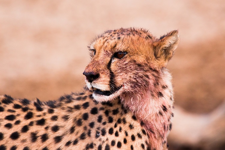 are spa or wellness services available during safari in tanzania