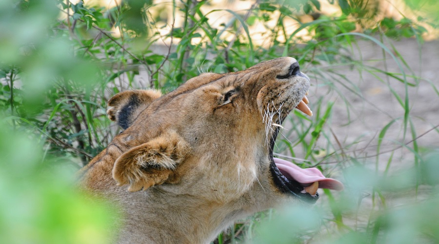 best africa tours top destinations safaris