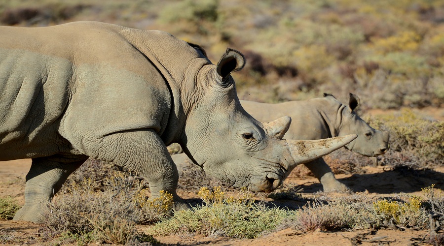 best african safari tours for families