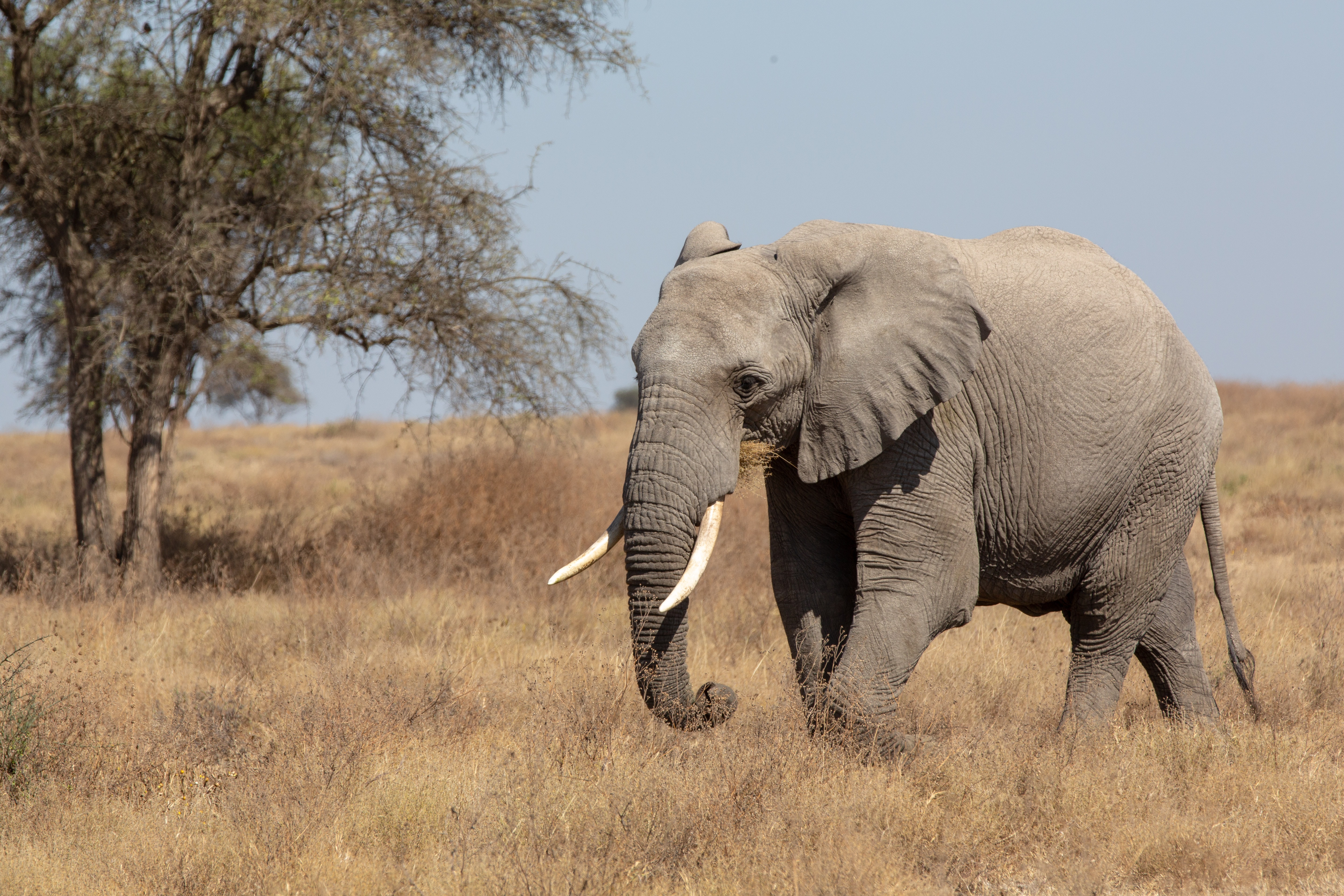can i get vegetarian or vegan meals on safari