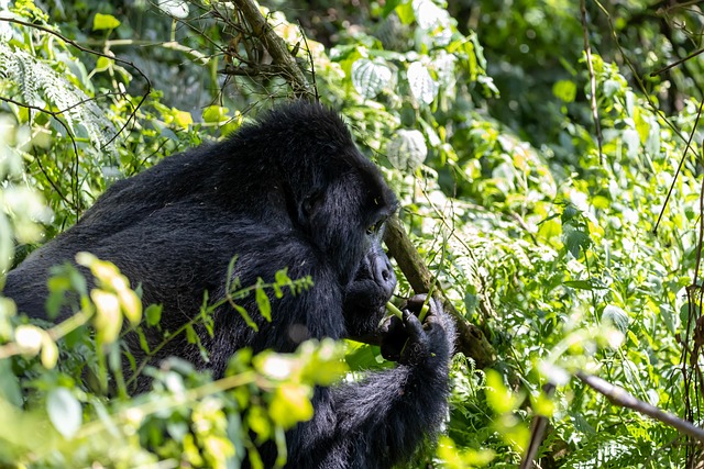 chimpanzee trekking tours in mahale mountains
