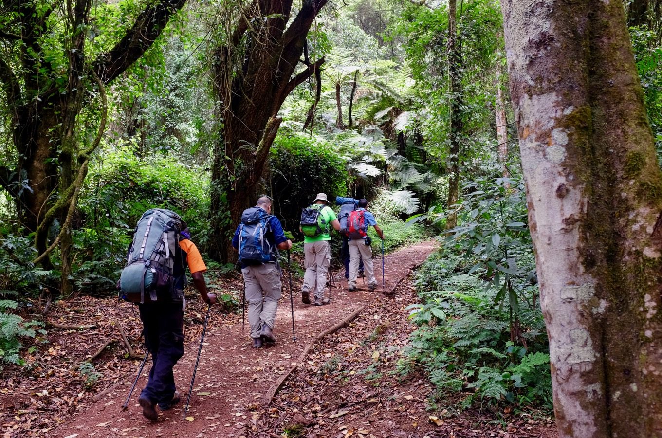 8-days-lemosho-route-kilimanjaro-hiking