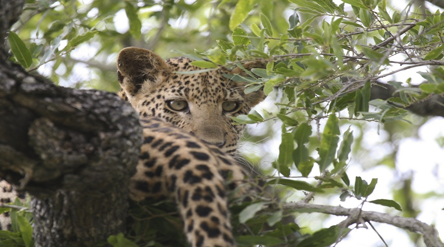 do you provide binoculars or guides for wildlife spotting