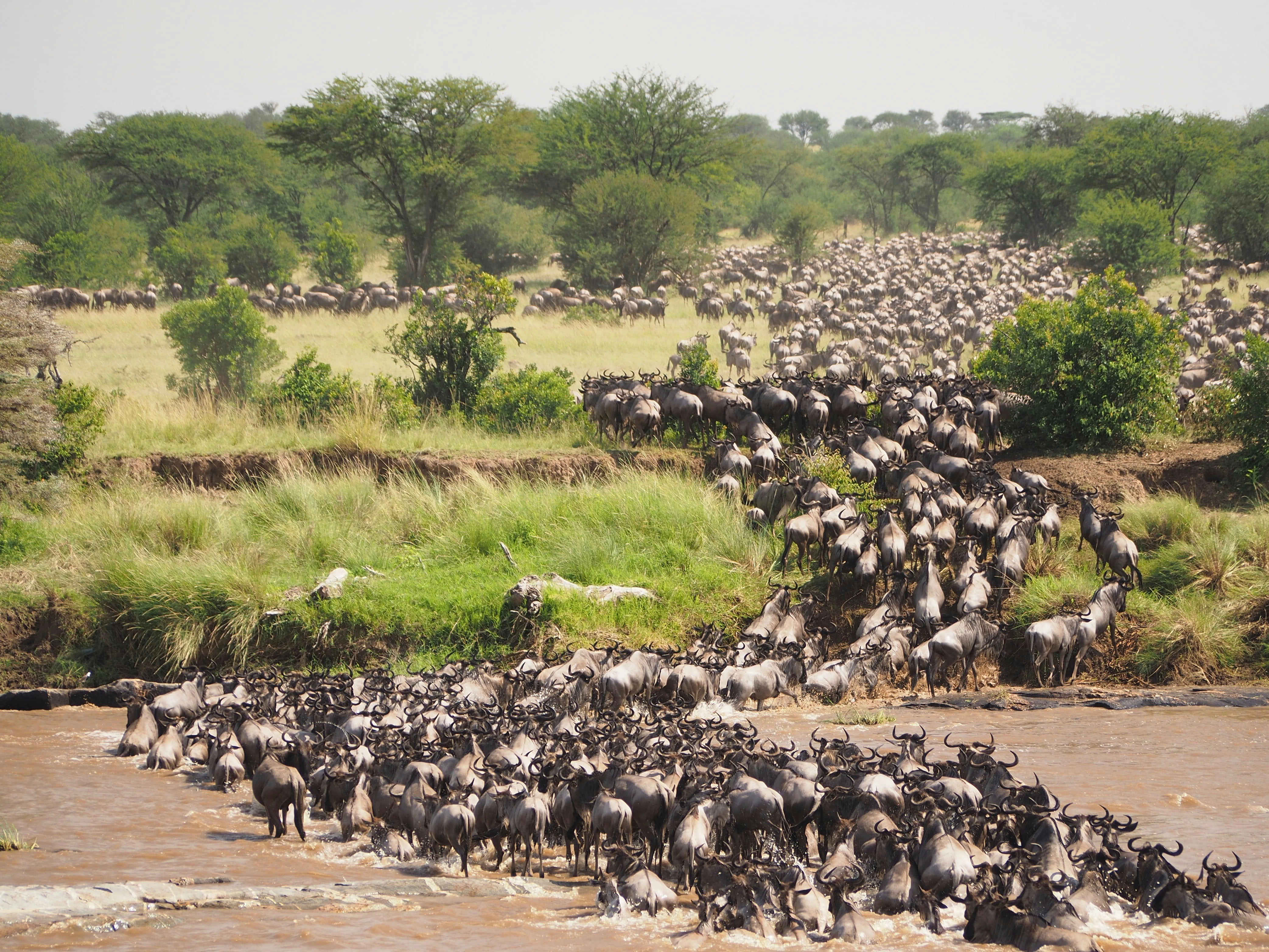 great-migration-safari-tanzania