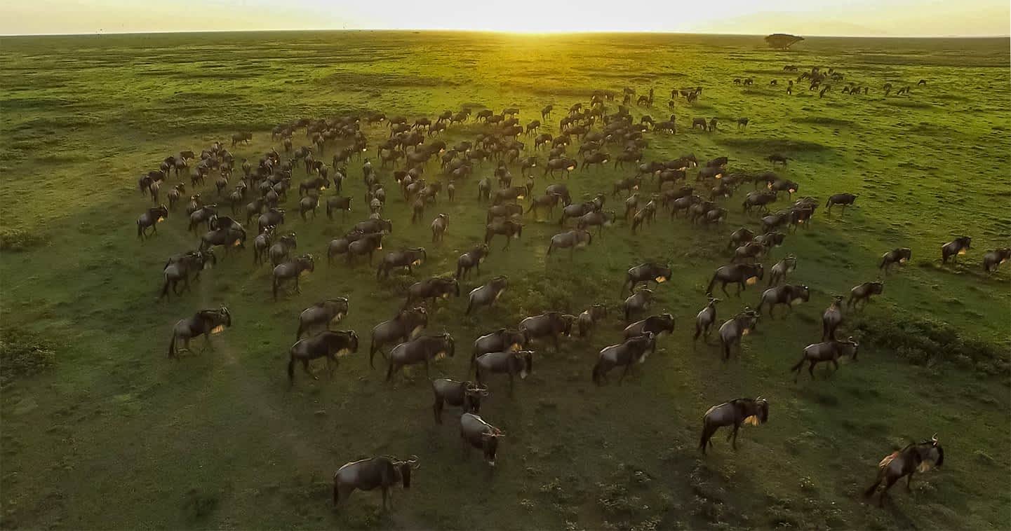 8-days-great-migration-safari-tanzania