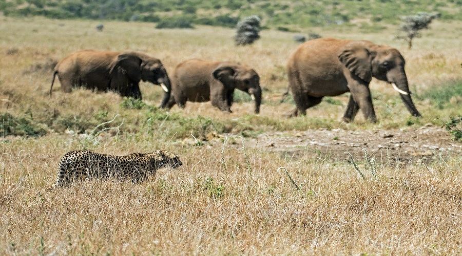 how are safari meals arranged