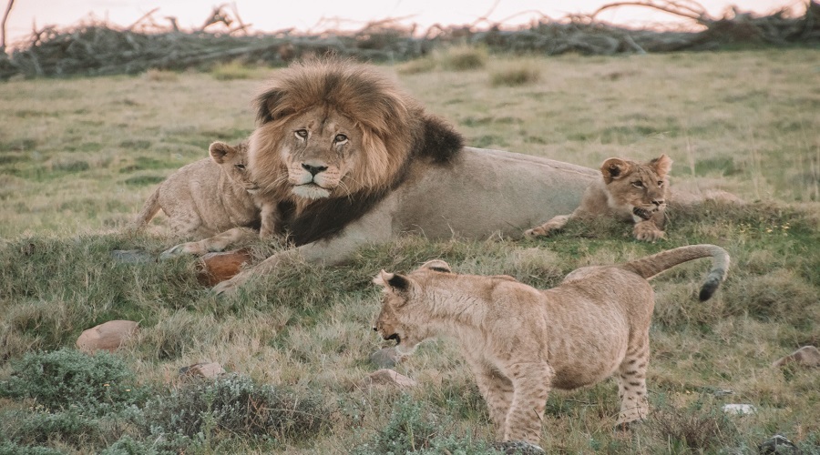 how do i prepare for a multi-day safari